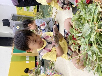 5월 찾아오는 체험학습(완두콩 따기)